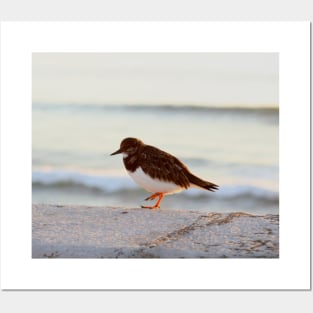 Sandpiper bird enjoying some relaxing time by the sea Posters and Art